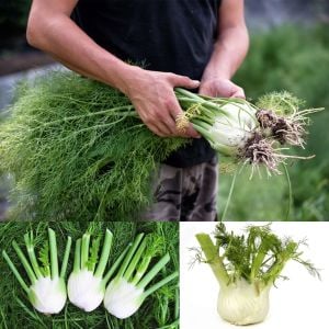 Floransa kök rezene tohumu fennel