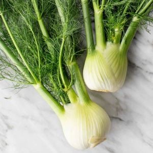 Floransa kök rezene tohumu fennel