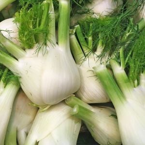 Floransa kök rezene tohumu fennel