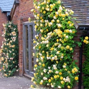 Rosalinda Kordes Kokulu sarıcı gül fidanı aşılı 3+ yaş