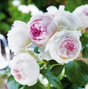 Herzogin Christiana yoğun kokulu gül fidanı aşılı 3+ yaş