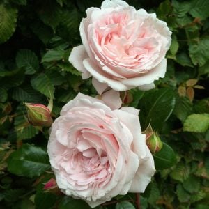 Herzogin Christiana yoğun kokulu gül fidanı aşılı 3+ yaş