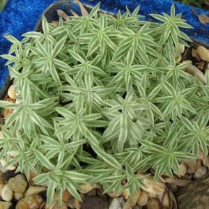 Sedum lineare variegatum