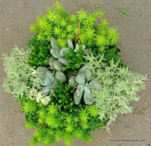 Sedum lineare variegatum