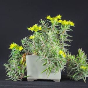 Sedum lineare variegatum