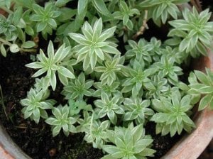 Sedum lineare variegatum