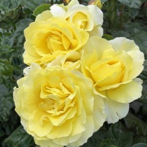 Rosalinda Kordes Kokulu sarıcı gül fidanı aşılı 3+ yaş