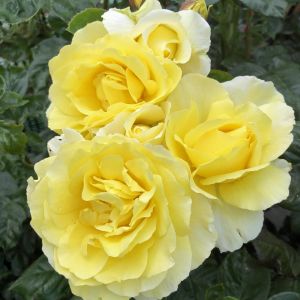 Rosalinda Kordes Kokulu sarıcı gül fidanı aşılı 3+ yaş