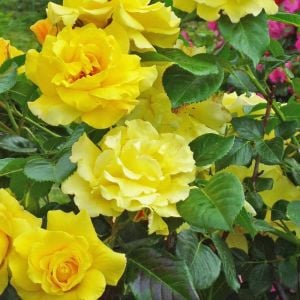 Rosalinda Kordes Kokulu sarıcı gül fidanı aşılı 3+ yaş