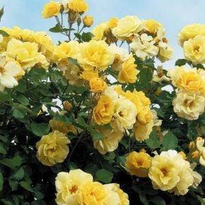 Rosalinda Kordes Kokulu sarıcı gül fidanı aşılı 3+ yaş