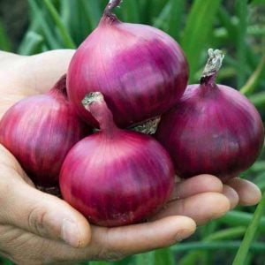 Kırmızı baş soğan tohumu geleneksel red creole onion