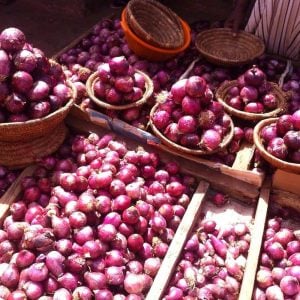 Kırmızı baş soğan tohumu geleneksel red creole onion