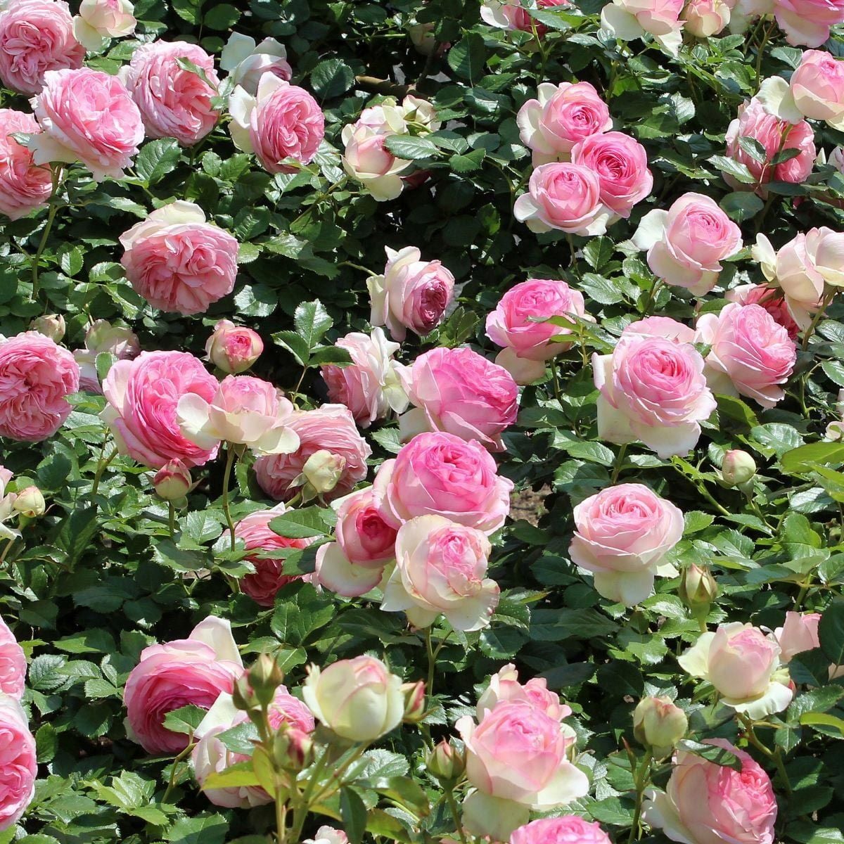 Rose Pierre de Ronsard Meilland sarıcı gül fidanı aşılı 3+ yaş