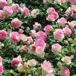 Rose Pierre de Ronsard Meilland sarıcı gül fidanı aşılı 3+ yaş