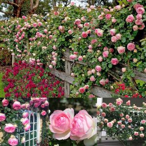 Rose Pierre de Ronsard Meilland sarıcı gül fidanı aşılı 3+ yaş