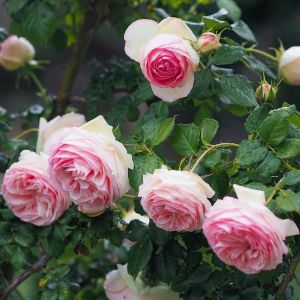 Rose Pierre de Ronsard Meilland sarıcı gül fidanı aşılı 3+ yaş