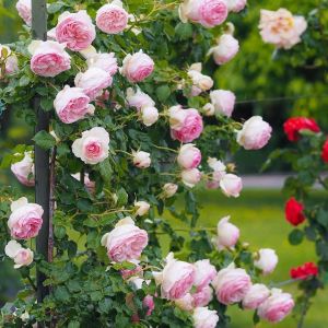 Rose Pierre de Ronsard Meilland sarıcı gül fidanı aşılı 3+ yaş