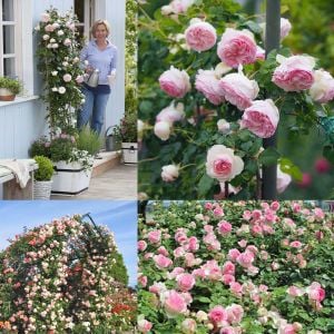 Rose Pierre de Ronsard Meilland sarıcı gül fidanı aşılı 3+ yaş