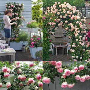 Rose Pierre de Ronsard Meilland sarıcı gül fidanı aşılı 3+ yaş