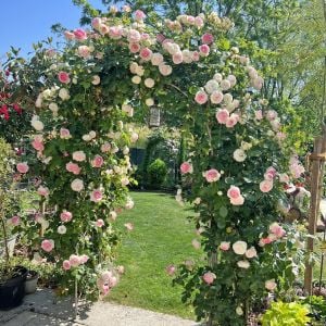 Rose Pierre de Ronsard Meilland sarıcı gül fidanı aşılı 3+ yaş