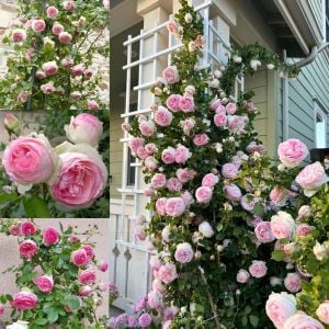 Rose Pierre de Ronsard Meilland sarıcı gül fidanı aşılı 3+ yaş