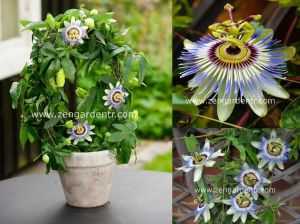 Kokulu passiflora caerulea saksılı fidanı