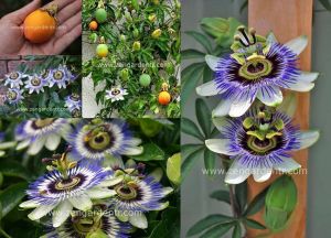 Kokulu passiflora caerulea saksılı fidanı