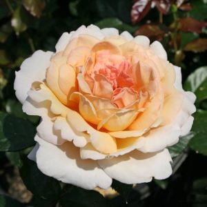 Grand Duchess Louise parfüm kokulu gül fidanı aşılı 4+ yaş