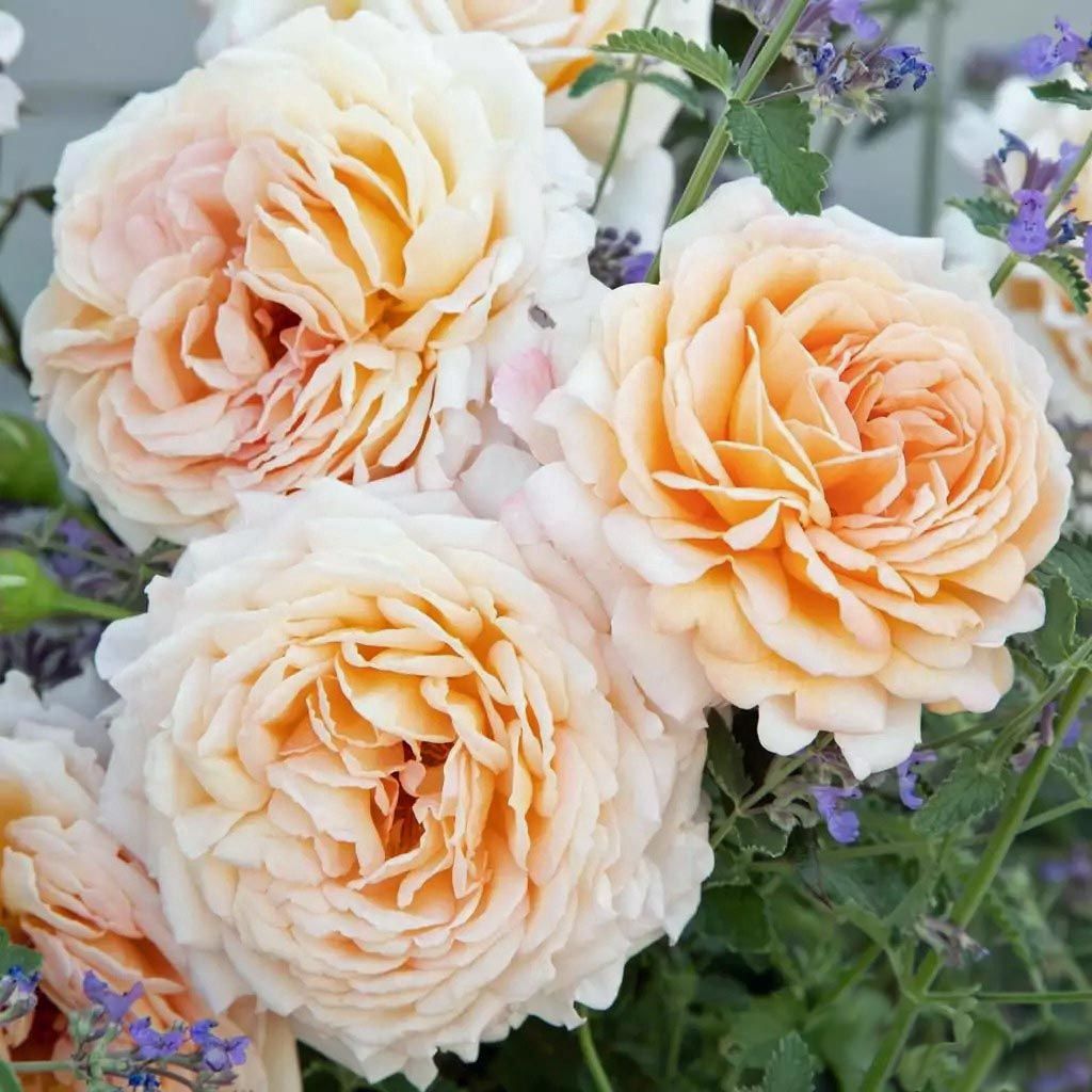 Grand Duchess Louise parfüm kokulu gül fidanı aşılı 4+ yaş