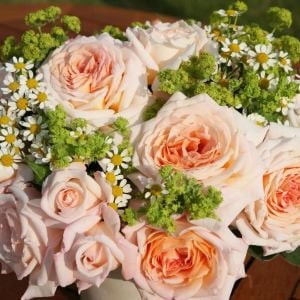 Grand Duchess Louise parfüm kokulu gül fidanı aşılı 4+ yaş