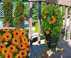 Karagözlü suzan sarmaşığı fidesi thunbergia alata orange eye