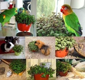 Callisia repens pet dostu sarkan salon bitkisi