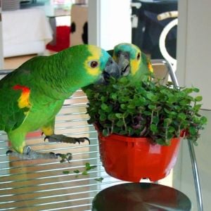 Callisia repens pet dostu sarkan salon bitkisi