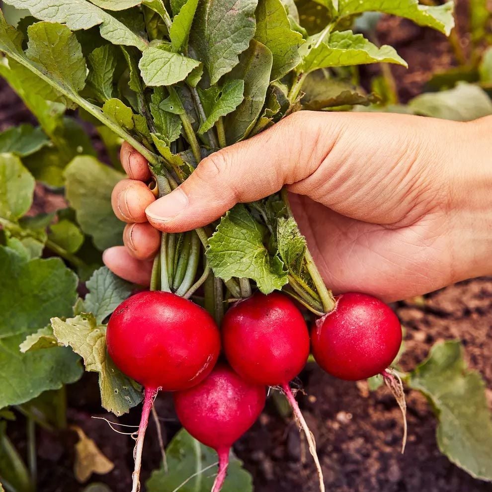 Kırmızı turp tohumu yerli tohum