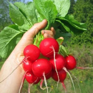 Kırmızı turp tohumu yerli tohum
