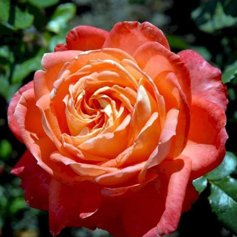 Güller Kraliçesi parfüm kokulu gül fidanı aşılı 4+ yaş königin der rosen