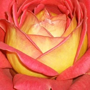 Güller Kraliçesi parfüm kokulu gül fidanı aşılı 4+ yaş königin der rosen