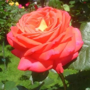 Güller Kraliçesi parfüm kokulu gül fidanı aşılı 4+ yaş königin der rosen