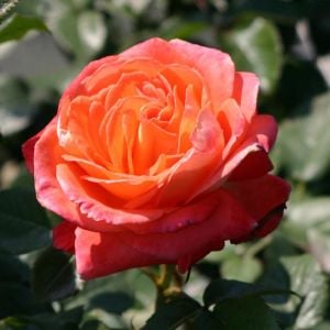 Güller Kraliçesi parfüm kokulu gül fidanı aşılı 4+ yaş königin der rosen