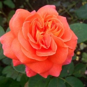 Güller Kraliçesi parfüm kokulu gül fidanı aşılı 4+ yaş königin der rosen