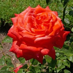 Güller Kraliçesi parfüm kokulu gül fidanı aşılı 4+ yaş königin der rosen