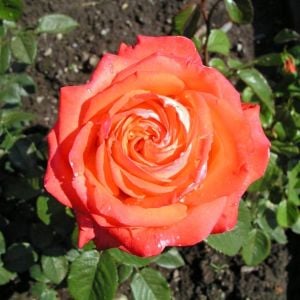 Güller Kraliçesi parfüm kokulu gül fidanı aşılı 4+ yaş königin der rosen