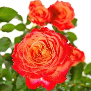 Güller Kraliçesi parfüm kokulu gül fidanı aşılı 4+ yaş königin der rosen