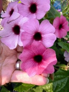 Karagözlü suzan sarmaşığı fidesi thunbergia alata rose