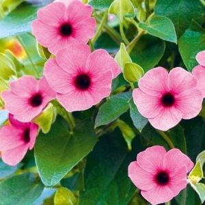 Karagözlü suzan sarmaşığı fidesi thunbergia alata rose