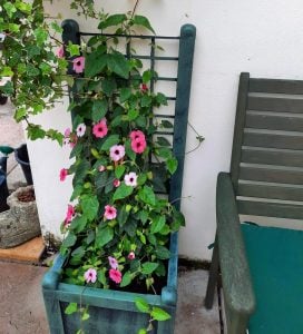 Karagözlü suzan sarmaşığı fidesi thunbergia alata rose
