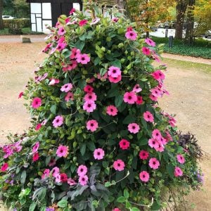 Karagözlü suzan sarmaşığı fidesi thunbergia alata rose