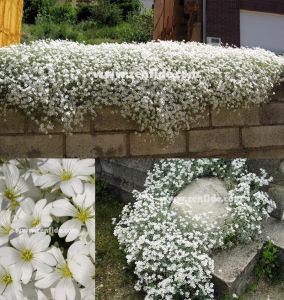 Yer örtücü cerastium tomentosa fidesi 6 fide