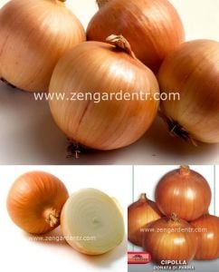 Sarı Parma soğan tohumu dorata di parma onion