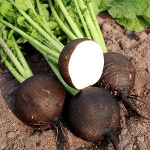 Siyah turp tohumu geleneksel yerli tohum